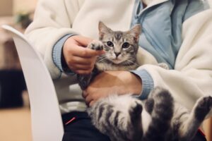 Поиск с использованием волонтёров